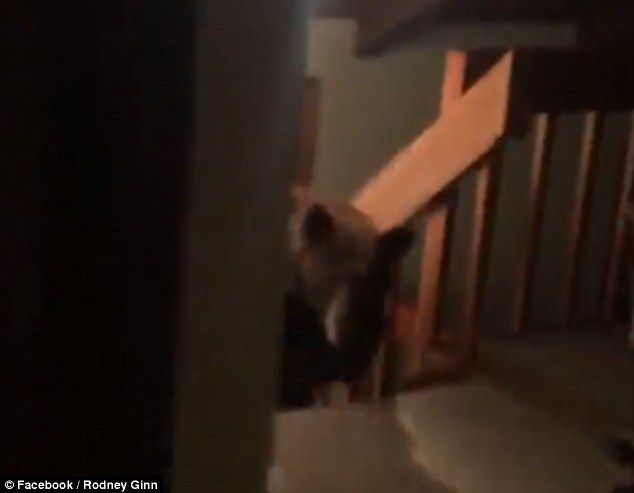 Video: oso se mete a una casa en California