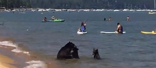 #Viral “Mamá oso” y sus oseznos sorprenden a bañistas