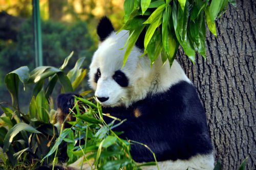 El Zoológico de Chapultepec busca dos nuevos inquilinos panda - panda1