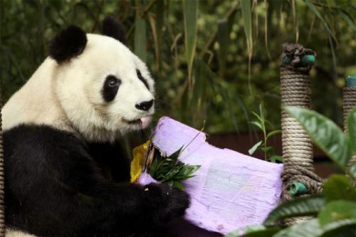 El Zoológico de Chapultepec busca dos nuevos inquilinos panda - panda2
