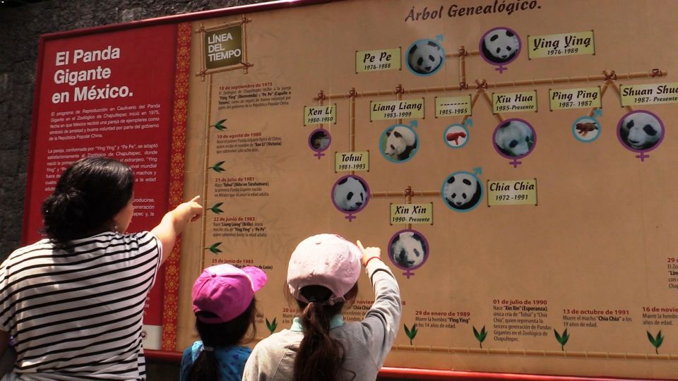 El Zoológico de Chapultepec busca dos nuevos inquilinos panda - panda3