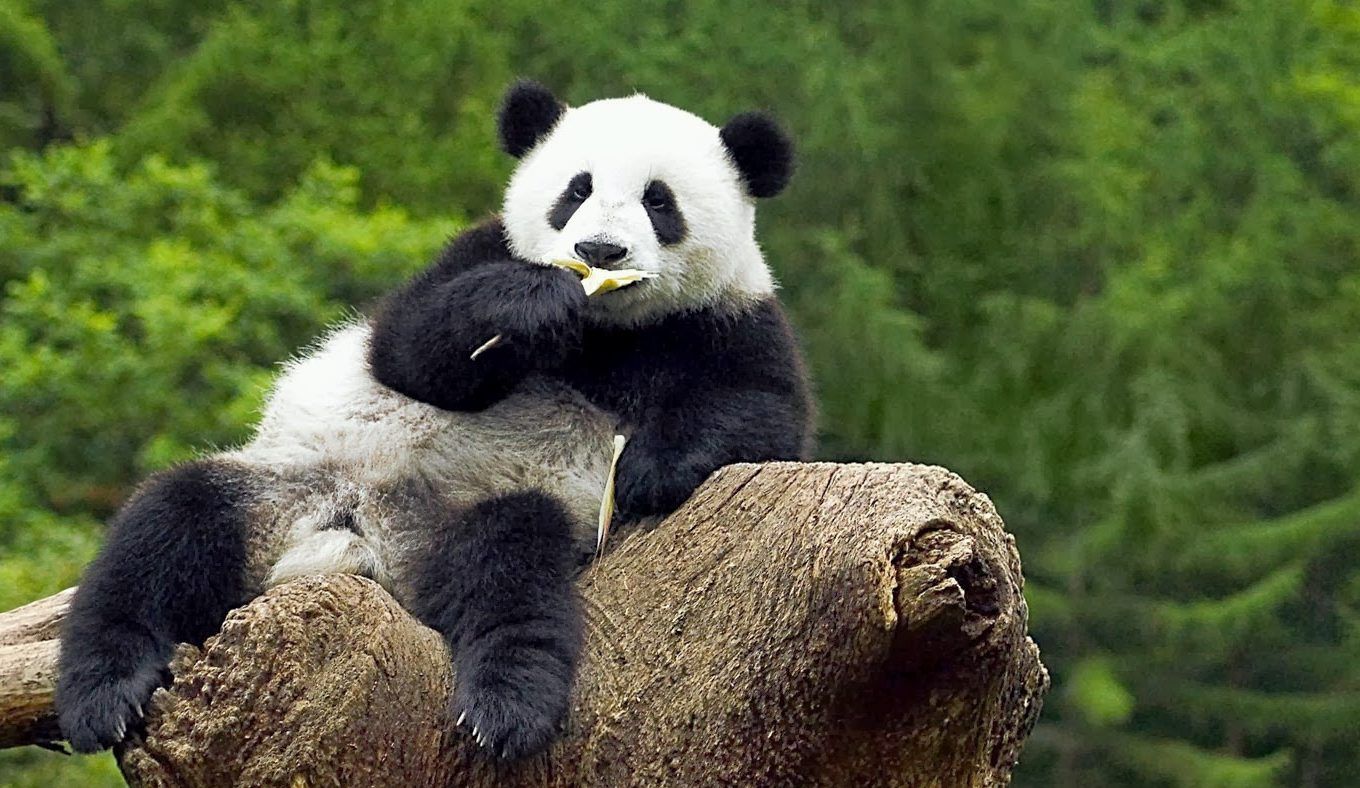 El Zoológico de Chapultepec busca dos nuevos inquilinos panda