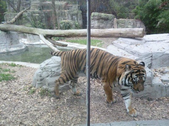 Remodelarán el Zoológico de Chapultepec - parque-zoologico-de-chapultepe