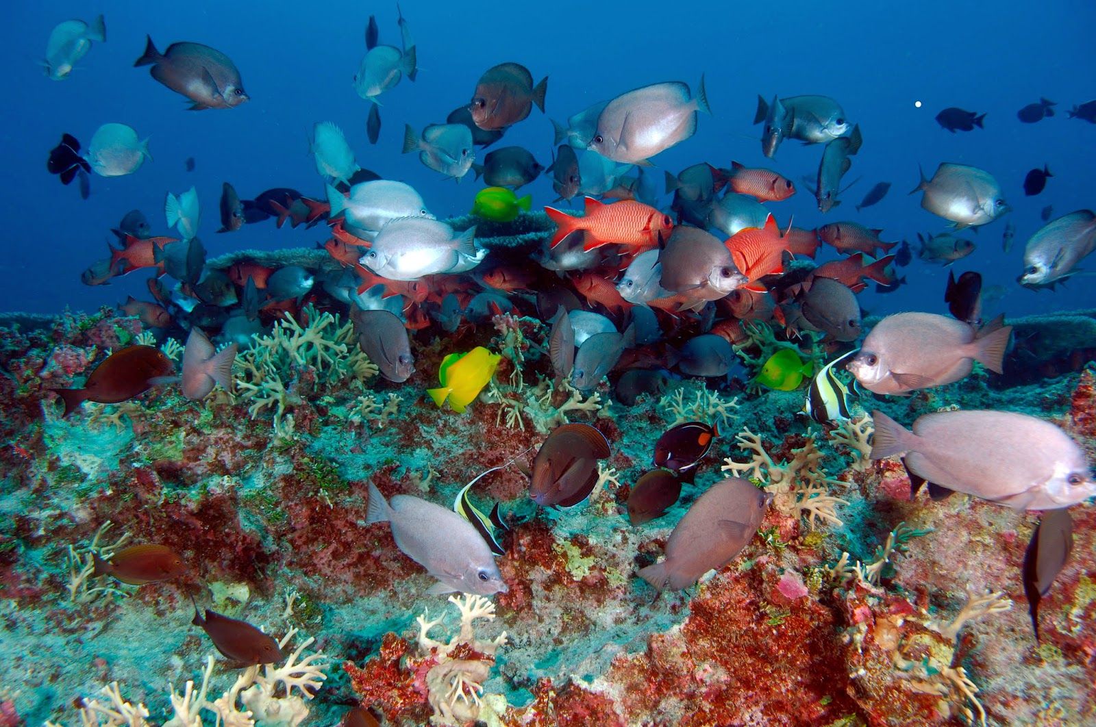 Hawaii será el hogar de la reserva marina más grande del mundo - pearlandhermes