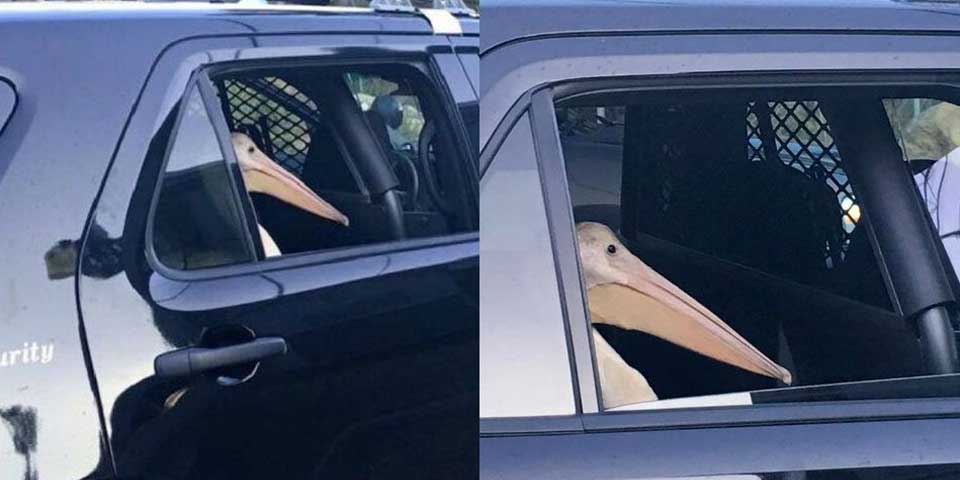 ¿Qué hace un pelícano dentro de una patrulla?