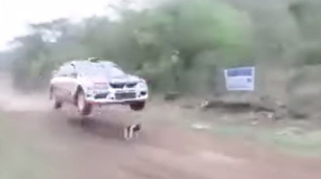 Video: perro a punto de ser atropellado en un Rally