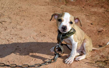Rescatan a 9 perros maltratados en Iztacalco