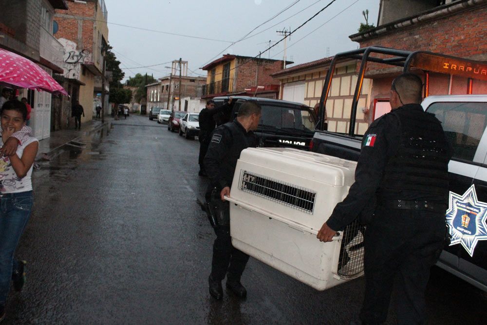 Perros matan a una anciana en Irapuato - perros-irapuato-2