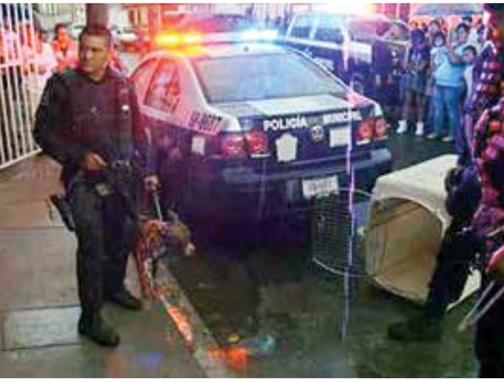 Perros matan a una anciana en Irapuato