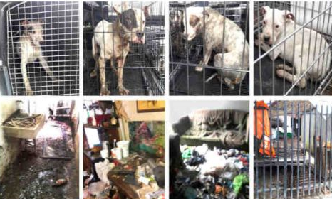 Rescatan a 9 perros maltratados en Iztacalco - perros-maltratados