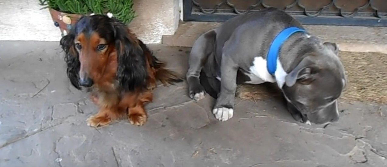Video: perros regañados conmueven en internet