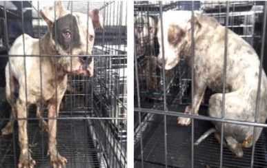 PGJ catea domicilio y rescata a 9 perros que sufrían de maltrato animal