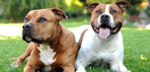 Mujer muere al ser atacada por sus perros pit bull
