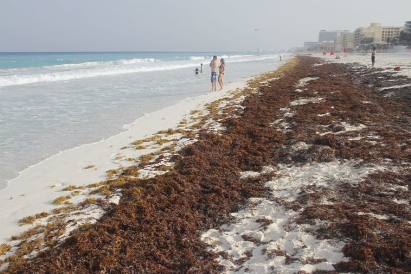 Más de mil metros cúbicos de sargazo invadieron Cancún - sargazo-en-cancun