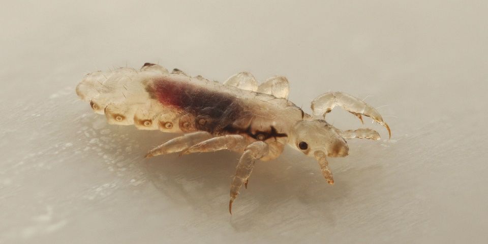 Alerta en Estados Unidos por propagación del ‘súper piojo’