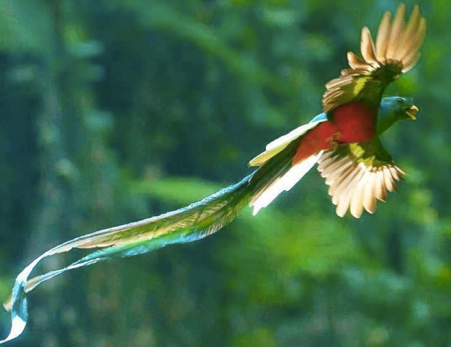 Museo Tamayo presenta exposición 'Eduardo Sarabia. Serpiente emplumada y otros festejos' - tamayo2