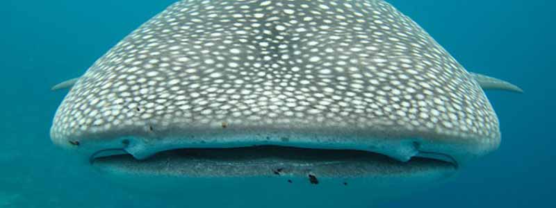 Estudian con drones y cámaras submarinas a tiburón ballena - tiburon-ballena