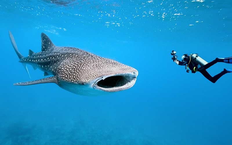 Estudian con drones y cámaras submarinas a tiburón ballena - tiburon-ballena2