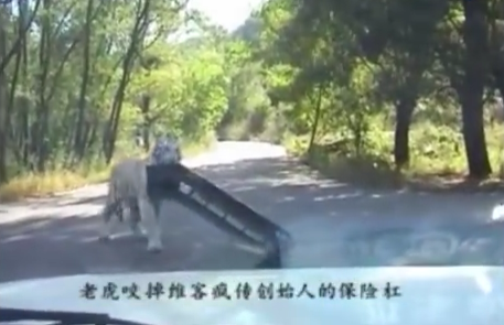 Video: tigre arranca el parachoques de un automóvil en China