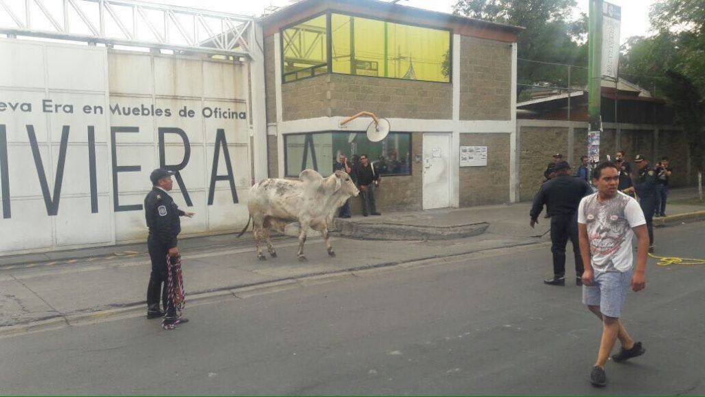 Escapan toros en Iztapalapa - toro-2-1024x576