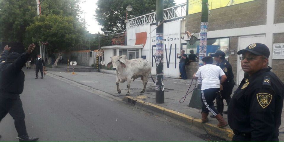Escapan toros en Iztapalapa