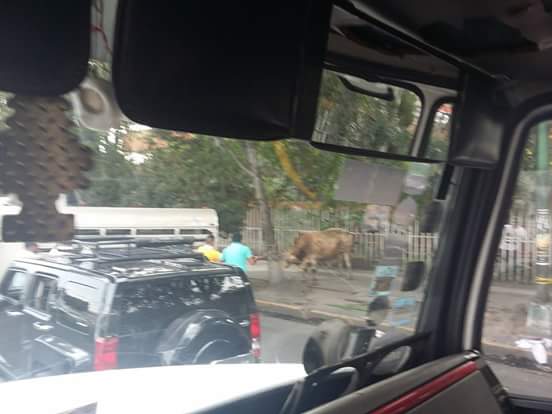 Escapan toros en Iztapalapa - toro-4