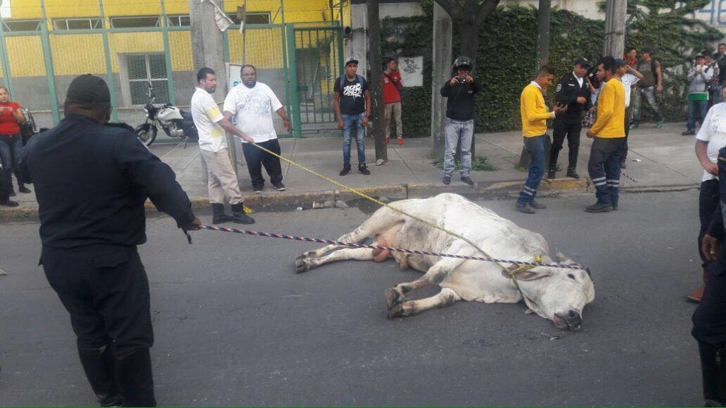 Escapan toros en Iztapalapa - toro-5-1024x576