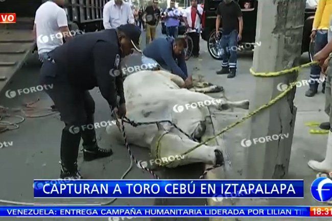 Escapan toros en Iztapalapa - toro-foro-tv