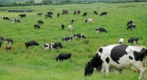 Roban 500 vacas en una granja de Nueva Zelanda