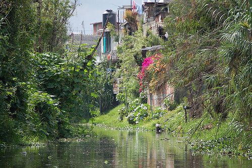 Xochimilco podría dejar de ser Patrimonio Cultural de la Humanidad - xochi-3