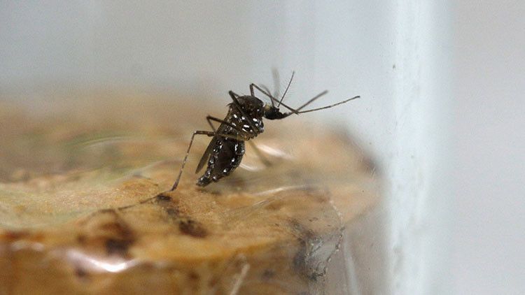 Texas reporta primera muerte por Zika