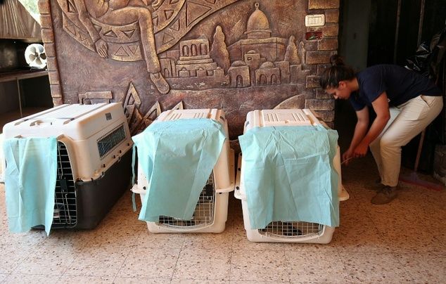 El peor zoológico del mundo en Gaza - zoo3