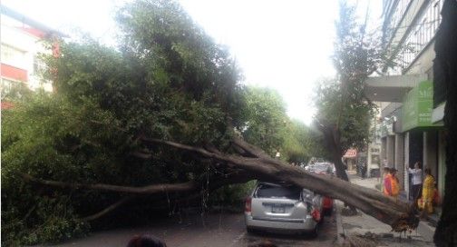 Cae árbol de más de 10 metros de altura en la Del Valle