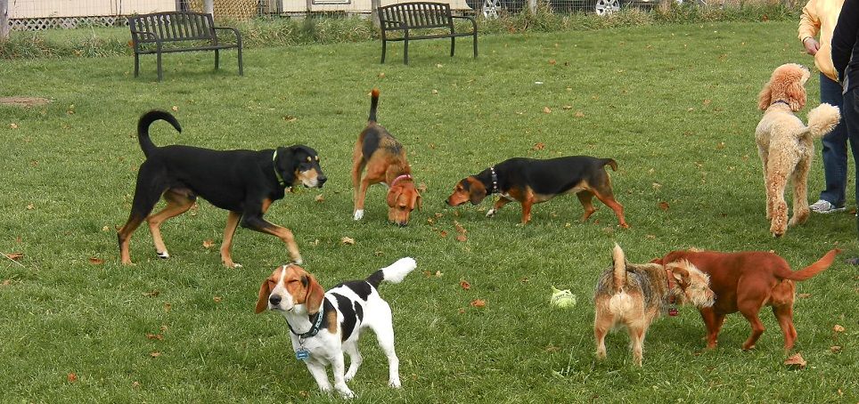 Alumna de la UNAM desarrolla croqueta anticonceptiva para perros