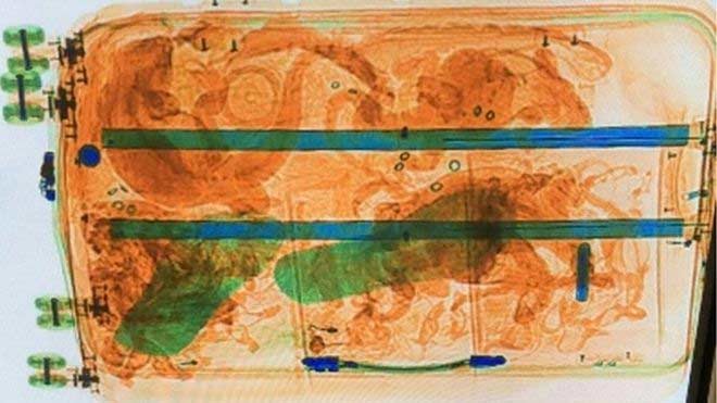 Tres detenidos en aeropuerto de Holanda con 259 reptiles mexicanos - 1515651