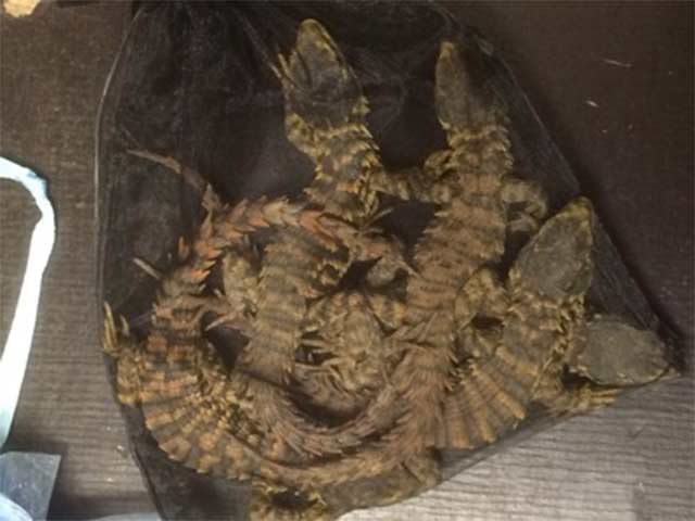 Tres detenidos en aeropuerto de Holanda con 259 reptiles mexicanos - 1515652