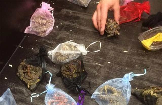 Tres detenidos en aeropuerto de Holanda con 259 reptiles mexicanos - 1515653