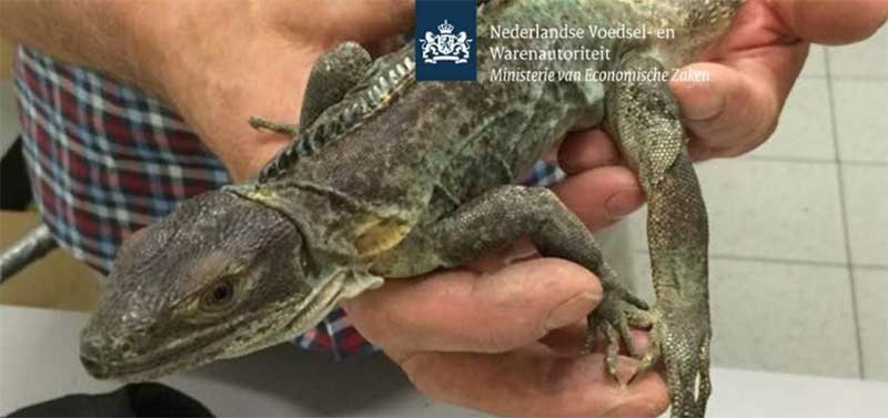 Tres detenidos en aeropuerto de Holanda con 259 reptiles mexicanos