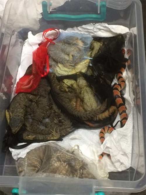 Tres detenidos en aeropuerto de Holanda con 259 reptiles mexicanos - 1515659