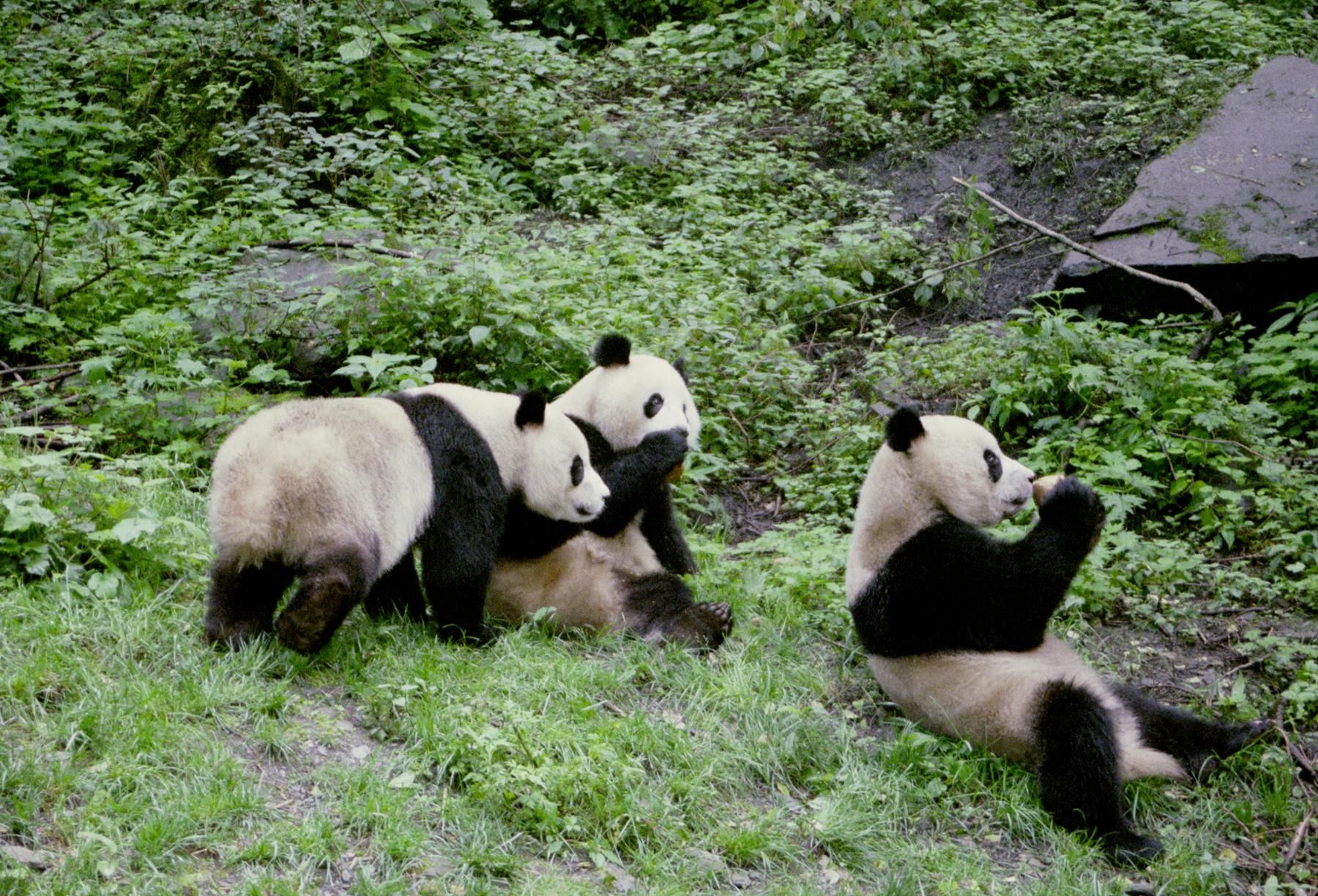 Video: bebé panda trata de levantarse, pero falla en su intento - 183_5b67d95042a1140ed9cb397969c581b2