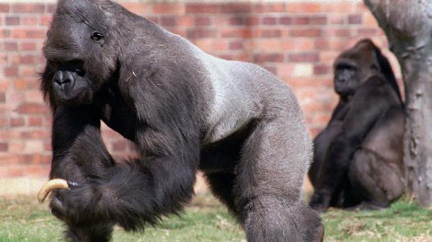 Gorilas al borde de la extinción