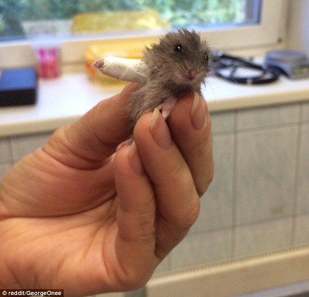 ¿Por qué debe registrar a sus mascotas en Locatel? - 379EB62D00000578-3761069-This_photo_of_a_tiny_hamster_with_its_broken_arm_in_a_cast_surfa-m-77_1472277510873