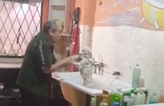 #Viral estilista baila con perro mientras lo baña