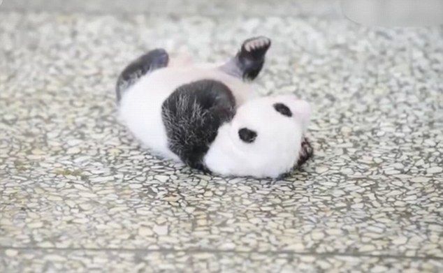 Video: bebé panda trata de levantarse, pero falla en su intento - 383E0F7000000578-3785345-image-m-17_1473682805684