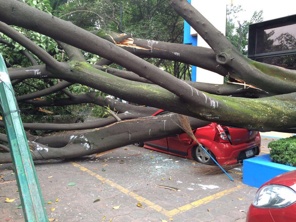 Cae árbol y destroza automóviles en la Anzures
