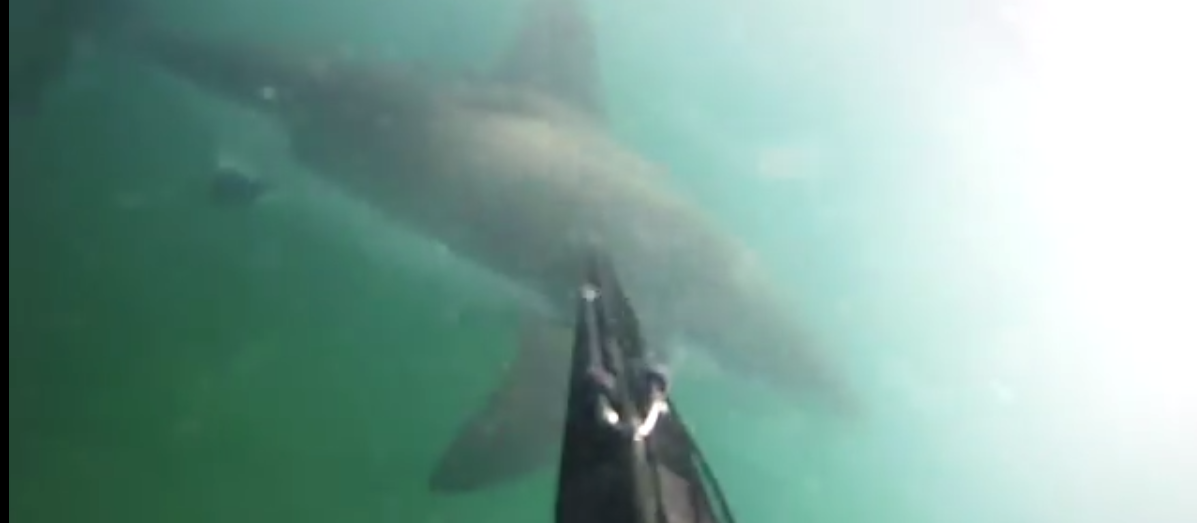 Video: tiburón blanco ataca a buzo en EE.UU.