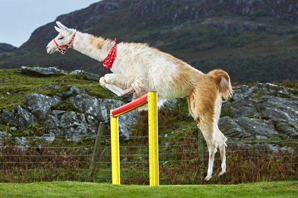 Los nuevos récords del libro Guinness - Caspa-Highest-Jump-By-A-Llama