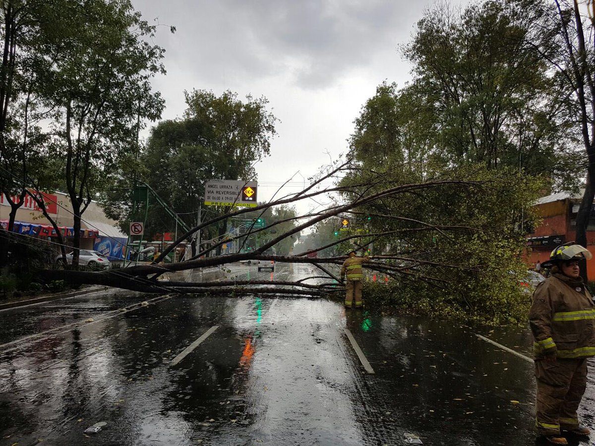 Lluvia provoca caída de árboles en Benito Juárez y Cuauhtémoc Lluvia provoca caída de árboles en Benito Juárez y Cuauhtémoc
