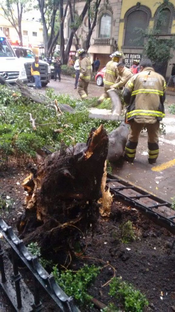 Lluvia provoca caída de árboles en Benito Juárez y Cuauhtémoc - CtjpV09VMAAefq4-576x1024