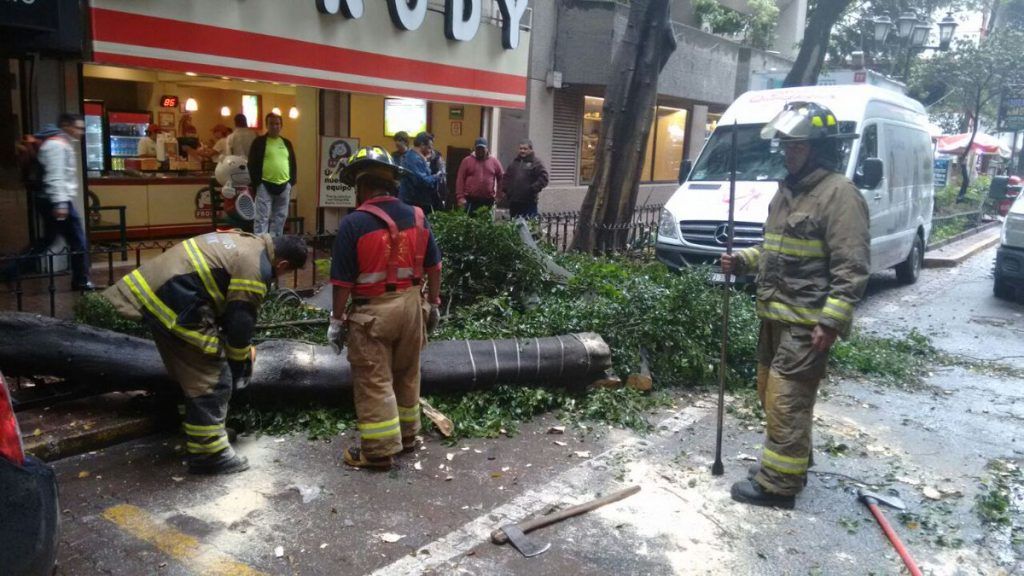 Lluvia provoca caída de árboles en Benito Juárez y Cuauhtémoc - CtjpZH9VUAAtwlc-1024x576